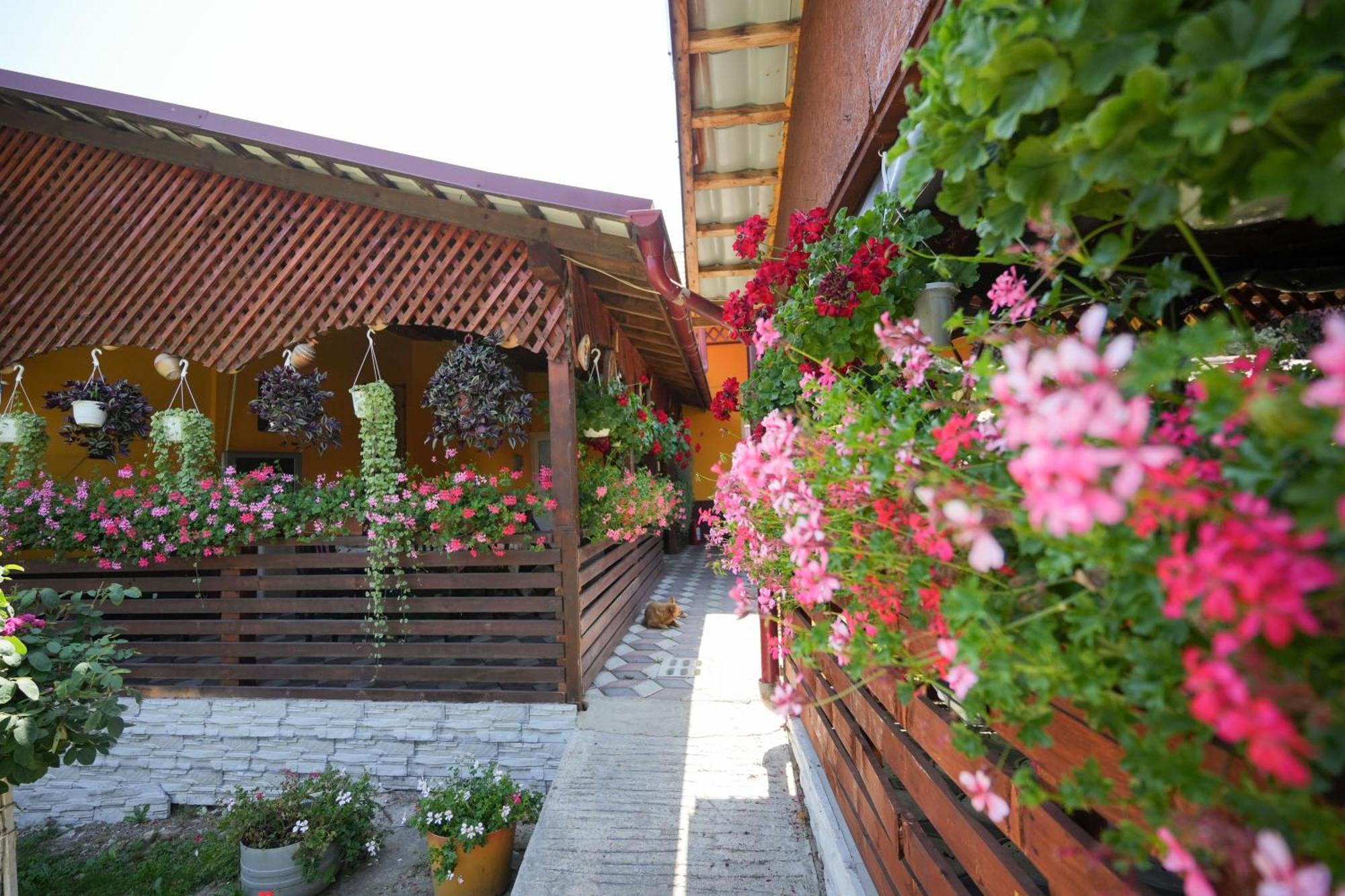 Casa Ion Horezu Exterior foto